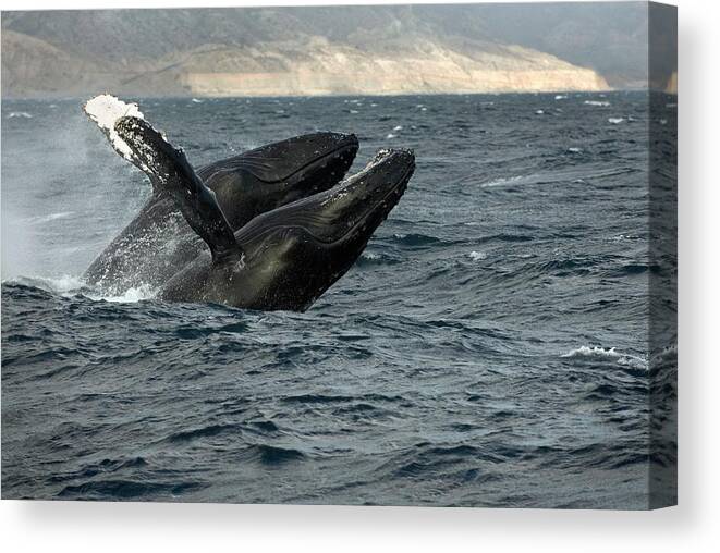 Megaptera Novaeangliae Canvas Print featuring the photograph Humpback Whales Breaching by Christopher Swann/science Photo Library