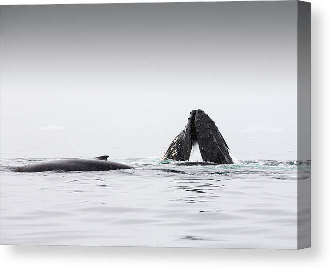 Wilhelmina Bay Canvas Print featuring the photograph Humpback Whales Megaptera Novaeangliae by Ashley Cooper