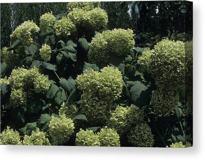 'annabelle' Canvas Print featuring the photograph Hydrangea 'annabelle' Flowers by Sally Mccrae Kuyper/science Photo Library