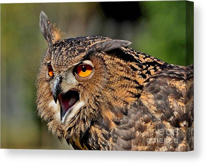 Birds Canvas Print featuring the photograph Hypnotic by Kathy Baccari