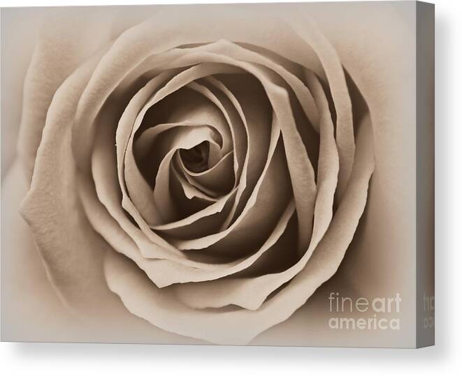 Rose Canvas Print featuring the photograph I Am Beautiful by Clare Bevan