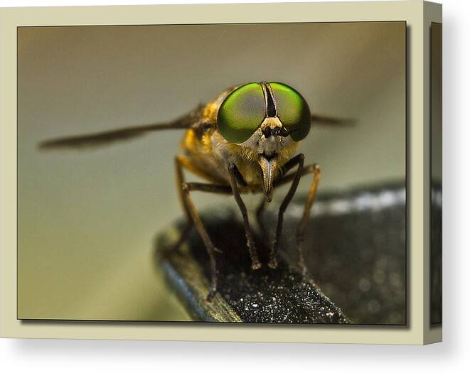 Flies Canvas Print featuring the photograph I see you 001 by Kevin Chippindall