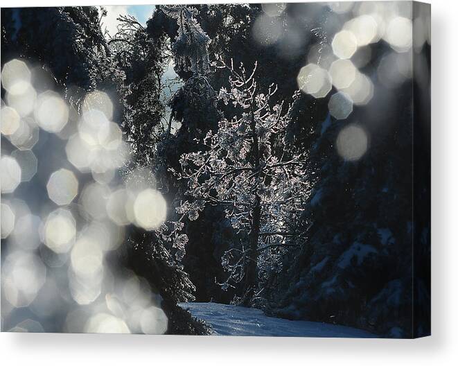 Ice Canvas Print featuring the photograph Ice tree-5074 by Steve Somerville