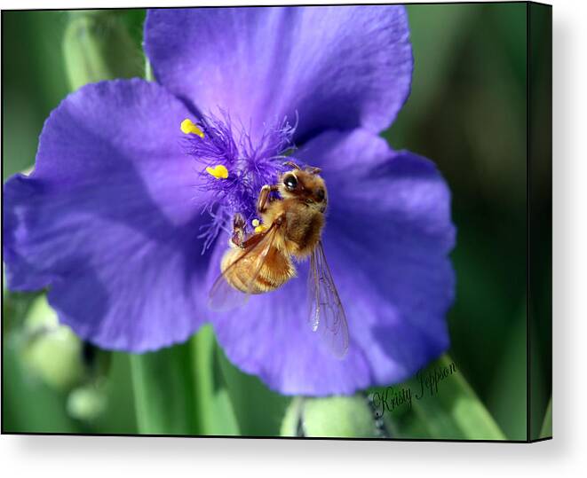 Bee Canvas Print featuring the photograph I'm Busy by Kristy Jeppson