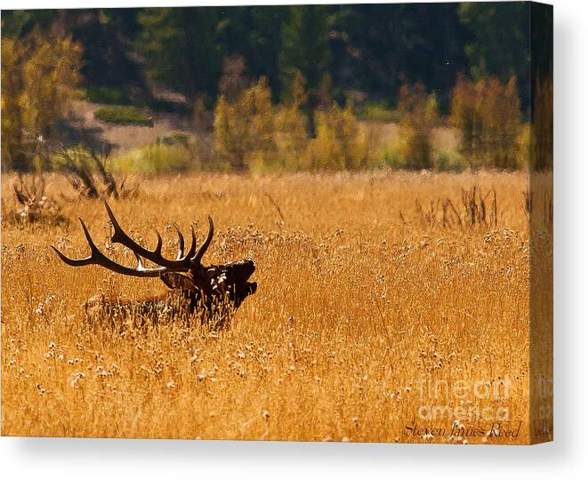 Landscape Canvas Print featuring the photograph I'm Over Here by Steven Reed