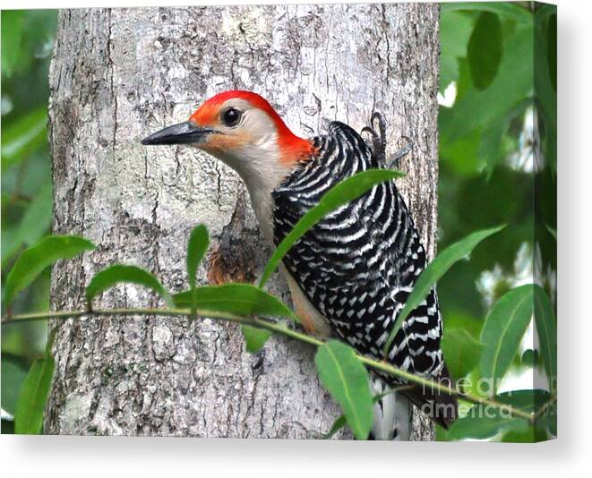Woodpecker Canvas Print featuring the photograph I'm So Handsome - Red Bellied Woodpecker by Kathy Baccari