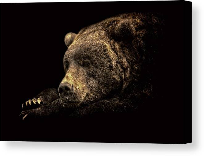 Alaska Canvas Print featuring the photograph I'm Watching You by Ghostwinds Photography