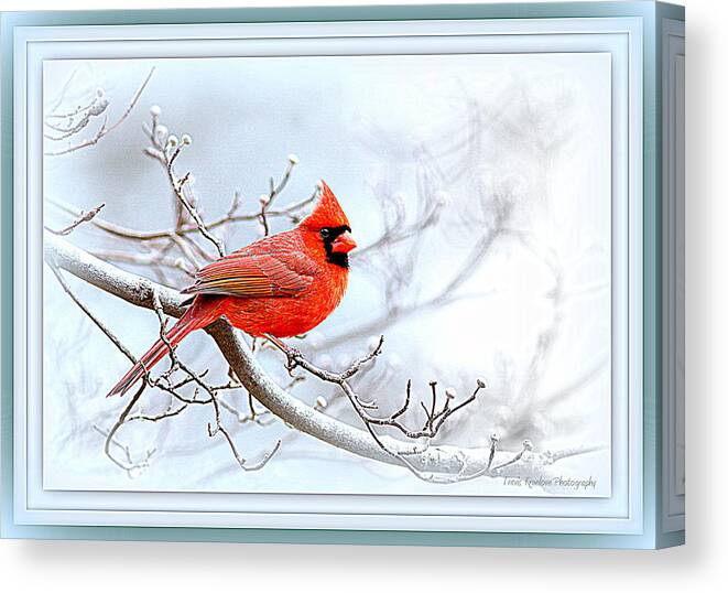 Cardinal Canvas Print featuring the photograph Img 2559-42 by Travis Truelove