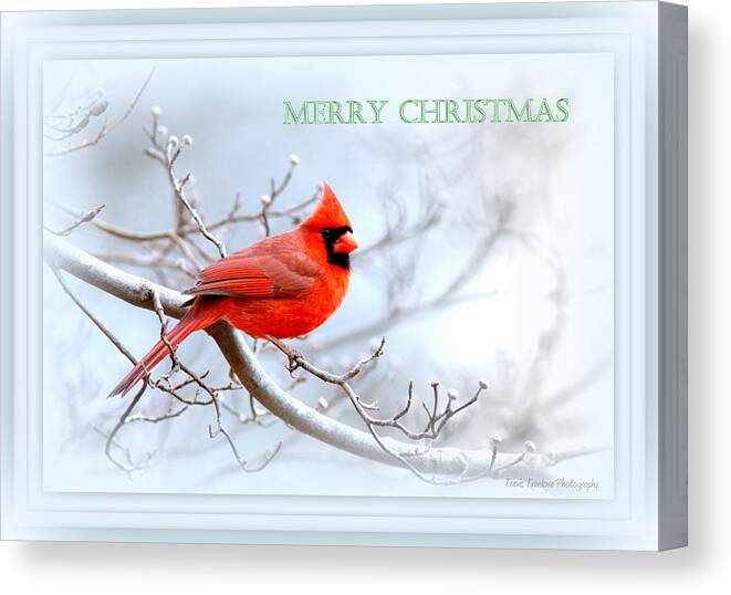 Cardinal Canvas Print featuring the photograph Img 2559-44 by Travis Truelove