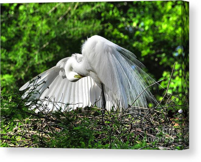Egret Canvas Print featuring the photograph In All His Glory by Kathy Baccari