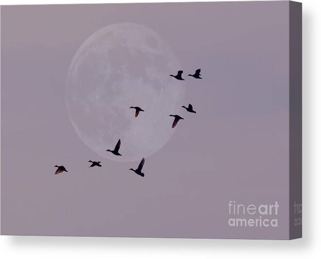 Birds Canvas Print featuring the photograph In Competition With The Moon by Kathy Baccari