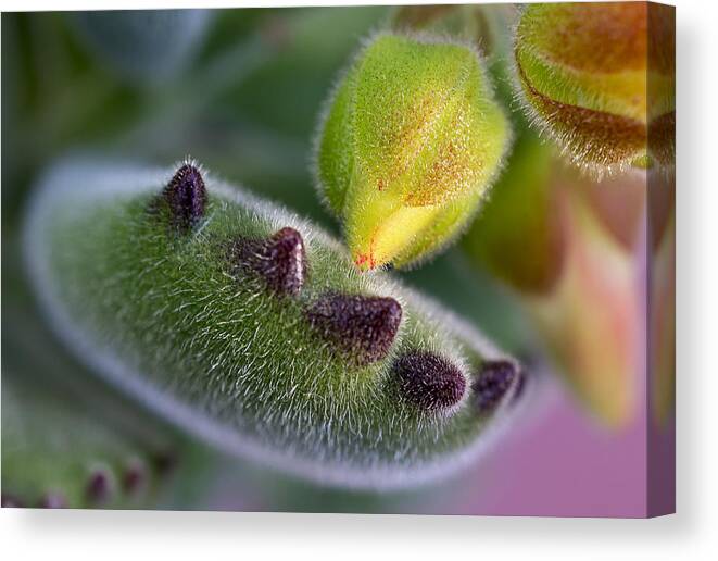 Succulent Canvas Print featuring the photograph In Good Hands by Mariola Szeliga