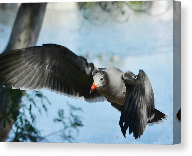 Heerman Gull Canvas Print featuring the photograph In My Direction by Fraida Gutovich