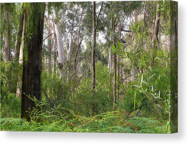 Bush Canvas Print featuring the photograph In The Bush by Evelyn Tambour