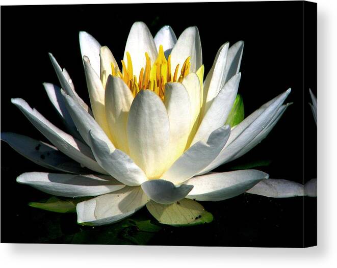White Waterlilies Canvas Print featuring the photograph In The Still Of The Night by Angela Davies