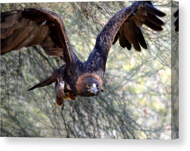 Golden Eagle Canvas Print featuring the photograph Incoming Golden 2 by Fraida Gutovich