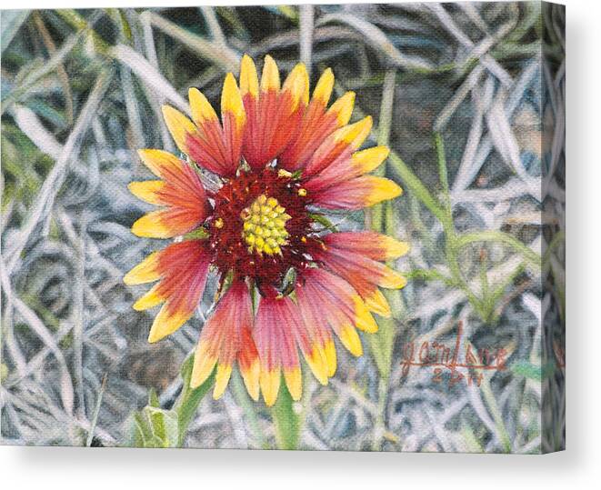 Flower Canvas Print featuring the painting Indian Blanket by Joshua Martin