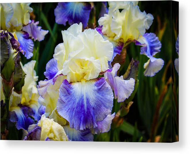 Iris Canvas Print featuring the photograph Iris in blue and yellow by Patricia Babbitt