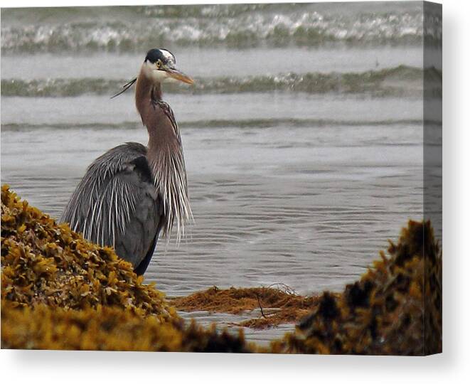 Great Blue Heron Canvas Print featuring the photograph It Came From The Sea by Randy Hall