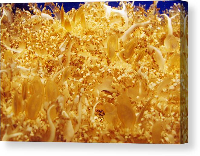 Sea Canvas Print featuring the photograph Its Alive Under Water by Bob Slitzan