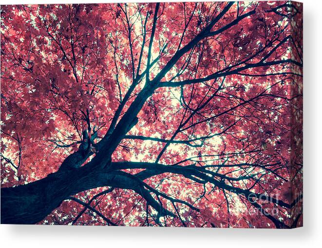 Autumn Canvas Print featuring the photograph Japanese Maple - Vintage by Hannes Cmarits