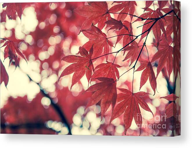 Autumn Canvas Print featuring the photograph Japanese Maple Leaves - Vintage by Hannes Cmarits