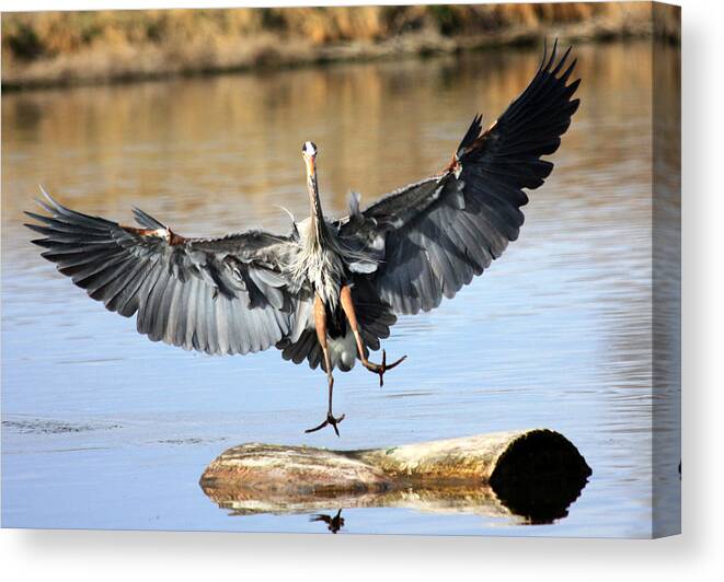 Great Blue Heron Canvas Print featuring the photograph Jumping For Joy by Shane Bechler