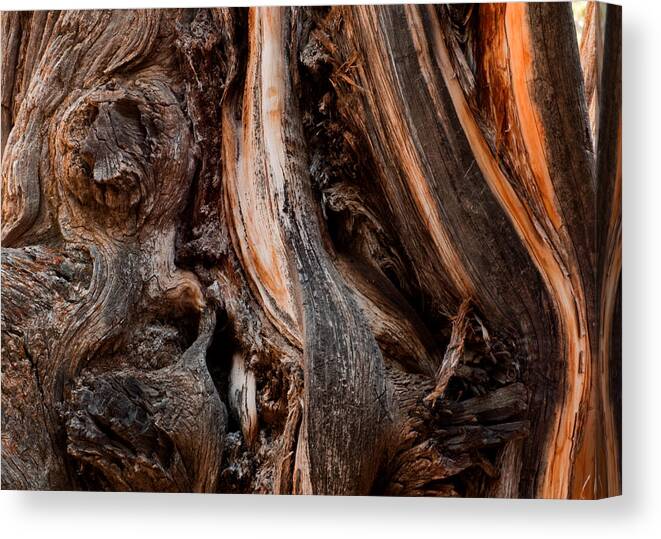 Plant Canvas Print featuring the photograph Juniper Form by Eric Rundle