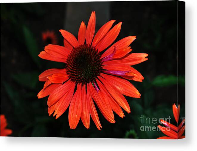 Flower Canvas Print featuring the photograph Just As Pretty by Judy Wolinsky