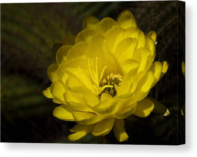 Yellow Cactus Flower Canvas Print featuring the photograph Just Call Me Mellow Yellow by Saija Lehtonen