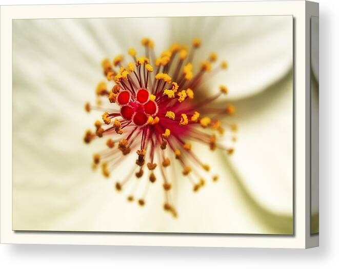 Hybiscus Canvas Print featuring the photograph Just for you 01 by Kevin Chippindall