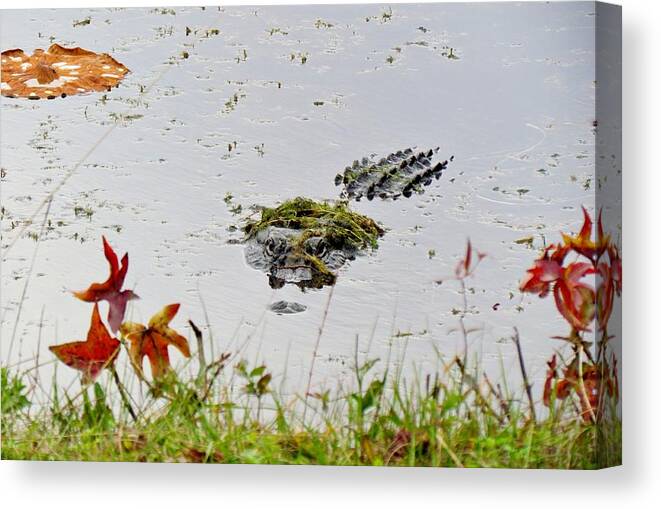 Alligator Canvas Print featuring the photograph Just Hanging Out by Cynthia Guinn