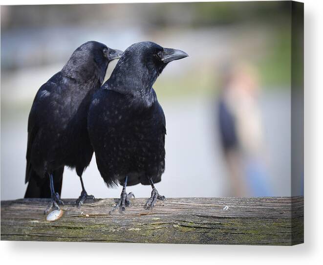 American Crows Canvas Print featuring the photograph Just the Two of Us by Ronda Broatch