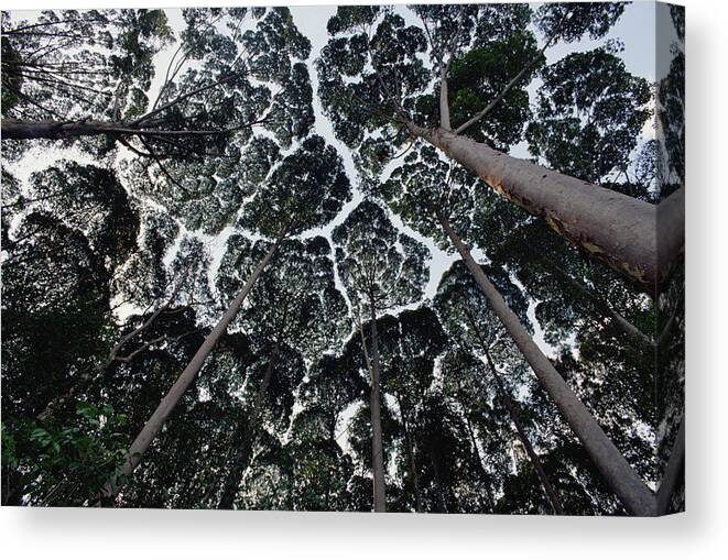 Feb0514 Canvas Print featuring the photograph Kapur Trees Showing Crown Shyness by Mark Moffett