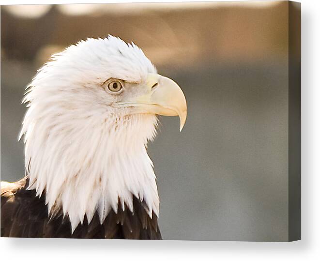 Bird Canvas Print featuring the photograph Keeping Watch by Paul Johnson 
