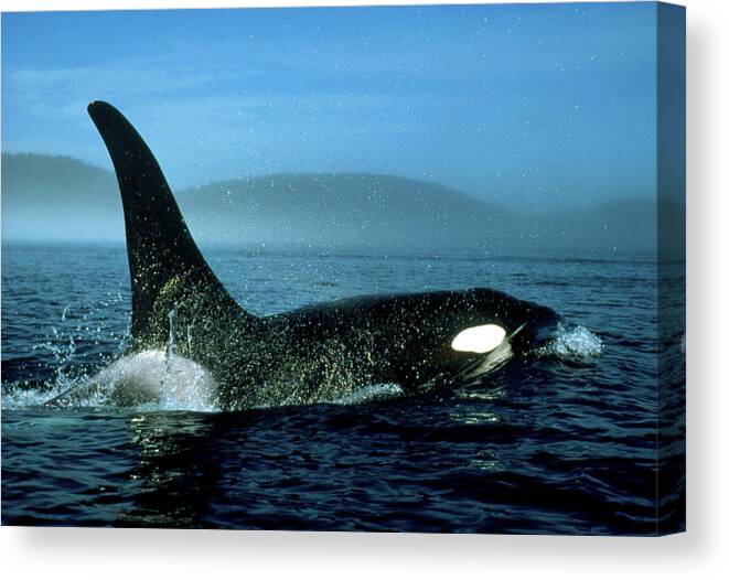 Killer Whale Canvas Print featuring the photograph Killer Whale by William Ervin/science Photo Library