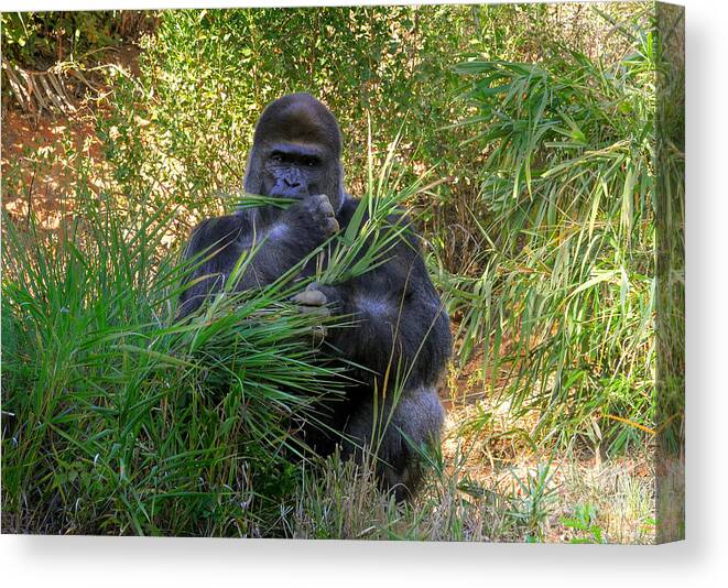 Gorilla Canvas Print featuring the photograph King Of The Mountain by Kathy Baccari