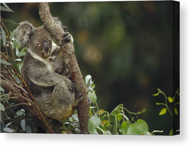 Feb0514 Canvas Print featuring the photograph Koala And Joey In Eucalyptus Tree by Gerry Ellis
