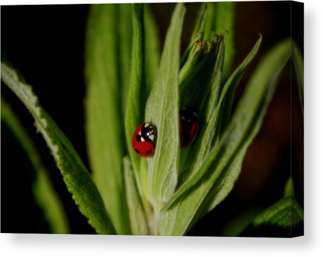 Ladybugs Canvas Print featuring the photograph Ladybugs by Adria Trail