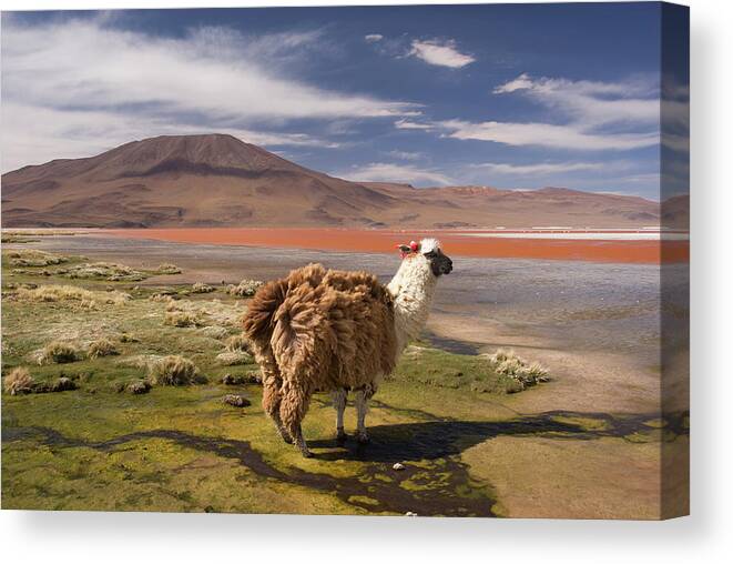 Scenics Canvas Print featuring the photograph Laguna Colorado Lake With Llama by John Elk