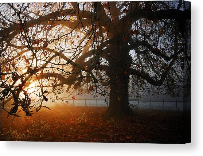 Tree Canvas Print featuring the photograph last of the Autumn wine by John Chivers