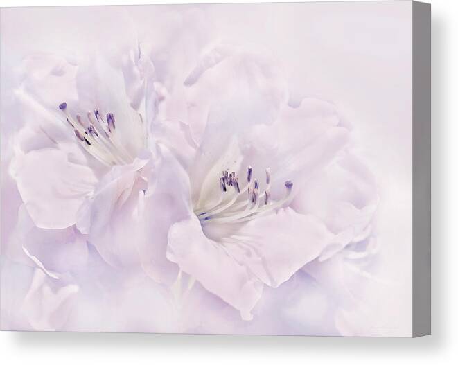 Azalea Canvas Print featuring the photograph Lavender Azalea Flowers by Jennie Marie Schell
