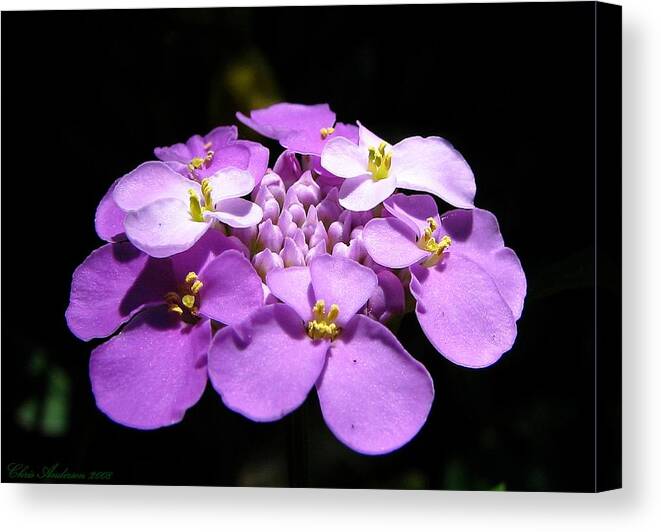 Flowers Canvas Print featuring the photograph Lavender Loveliness  by Chris Anderson