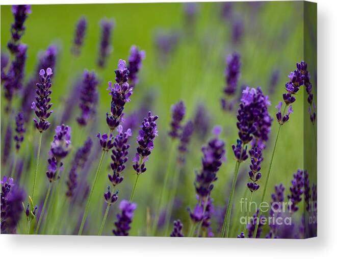 Flowers Canvas Print featuring the photograph Lea of Lavender by Venetta Archer