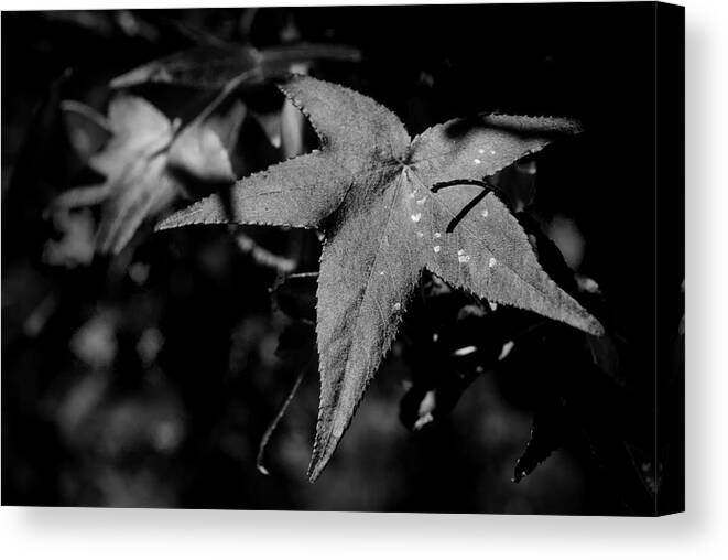 Leaf Canvas Print featuring the photograph Leaf by George Taylor