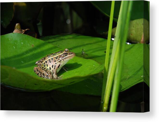 Frog; Leopard Frog; Northern Leopard Frog; Pond; Lilypad; Lithobates Pipiens; Rana Pipiens; Canvas Print featuring the photograph Leopard And Lily by Janice Adomeit
