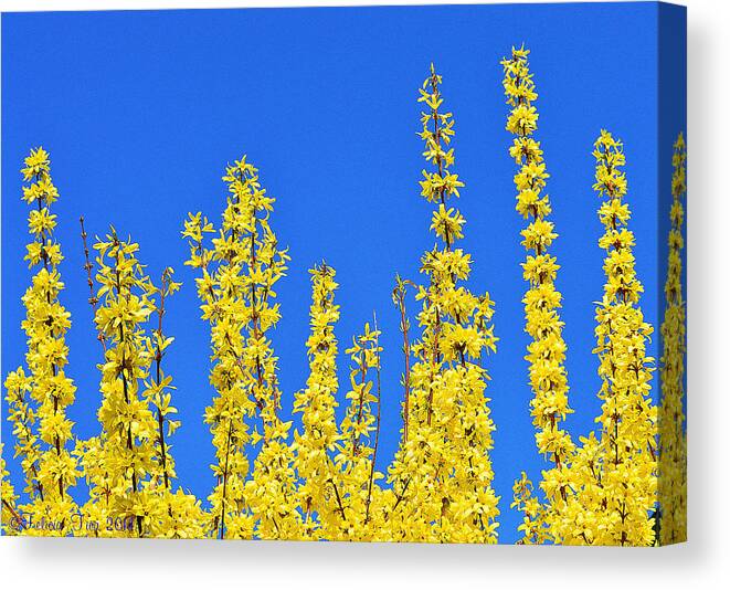 Beautiful Canvas Print featuring the photograph Lighting the Spring sky by Felicia Tica