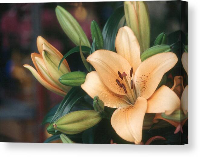 Anther Canvas Print featuring the photograph Lily by Bonnie Sue Rauch