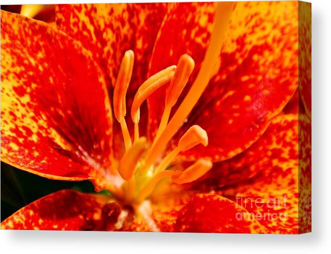  Canvas Print featuring the photograph Lily Fire by Sharron Cuthbertson