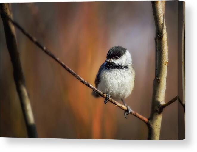 Bird Canvas Print featuring the photograph Litlle thing by Christian Duguay